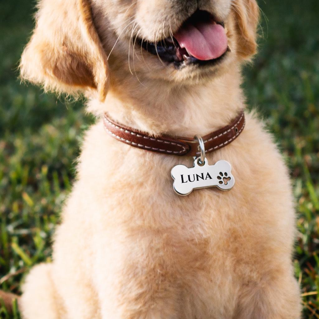 Médaille pour chien